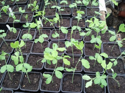 germination stage 3